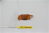 藏品(方形大額蟹)的圖片